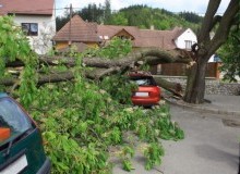 Kwikfynd Tree Cutting Services
torbanlea
