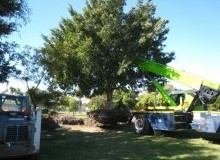 Kwikfynd Tree Management Services
torbanlea