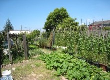 Kwikfynd Vegetable Gardens
torbanlea